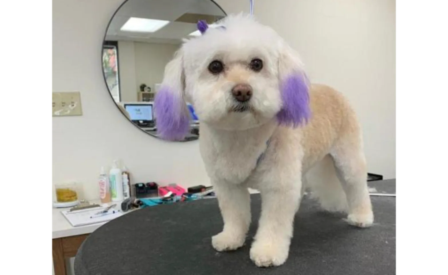 White dog with purple dye on both ends of ears